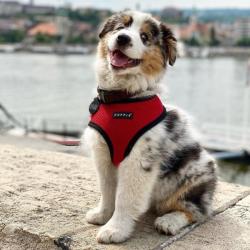 Fast hals hundesele – Nem at tage på uden besvær.