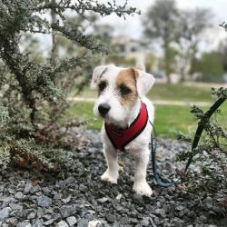 Fantastisk hundesele der passer fra hvalp til stor race
