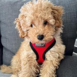 Blød hundesele med ergonomisk pasform – Giver maksimal komfort