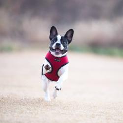 Puppia hundesele der passer brede racer som Boston terrier