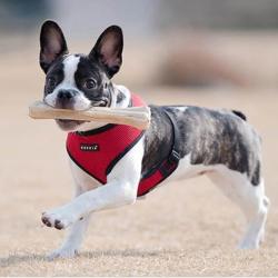 Puppia hundesele der passer brede racer som Fransk Bullddog og mops