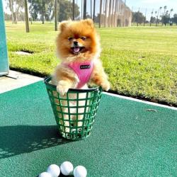Puppia hundesele i 17 farver – Stilfuldt og funktionelt design