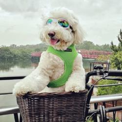 Puppia hundesele i 17 farver – Stilfuldt og funktionelt design