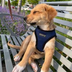 Puppia hundesele i 17 farver – Stilfuldt og funktionelt design