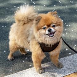 Puppia hundesele med fast hals og justerbar gjord – Komfortabel og skånsom for nakken.