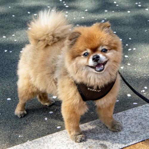 Puppia hundesele med fast hals og justerbar gjord – Komfortabel og skånsom for nakken.