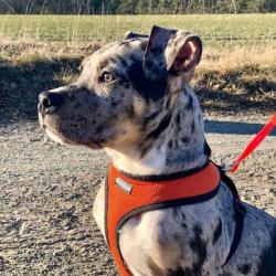 Hundesele med justerbar mavegjord – Sikrer en perfekt pasform