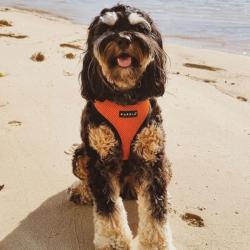 Let og åndbar hundesele – Perfekt til daglige gåture.