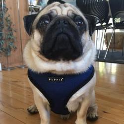 Blød hundesele med ergonomisk pasform – Giver maksimal komfort