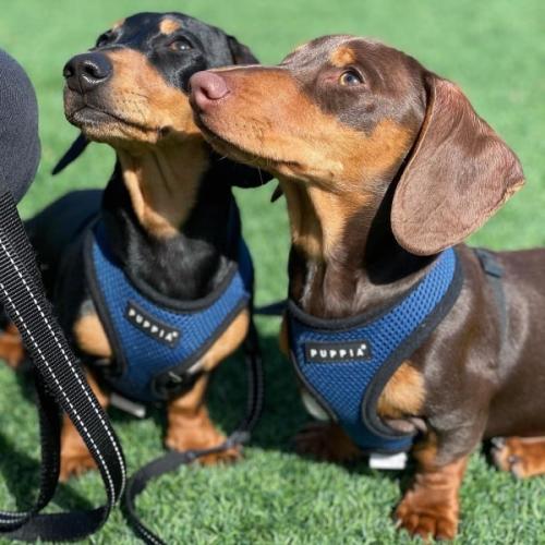 Hundesele med justerbar mavegjord – Sikrer en perfekt pasform