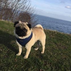 Puppia hundesele i 17 farver – Stilfuldt og funktionelt design