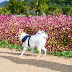 Puppia hundesele med fast hals og justerbar gjord – Komfortabel og skånsom for nakken.