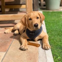 Puppia hundesele i 17 farver – Stilfuldt og funktionelt design