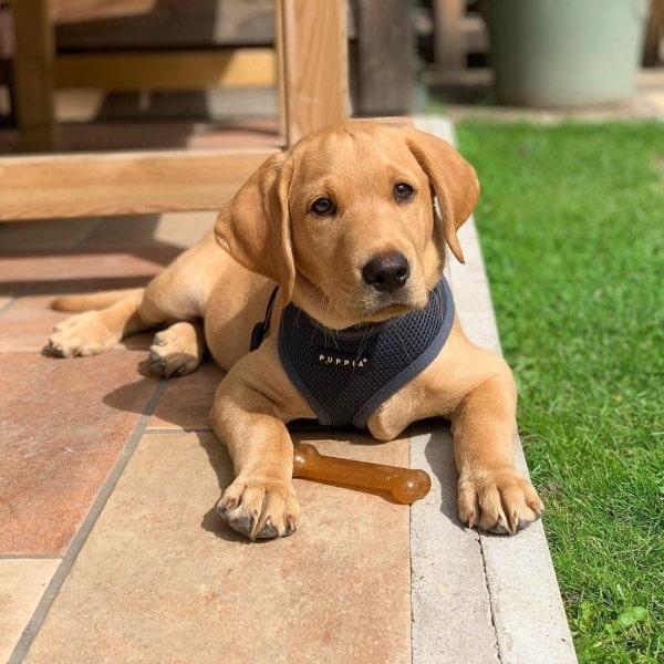 Puppia hundesele i 17 farver – Stilfuldt og funktionelt design