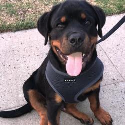 Hundesele med justerbar mavegjord – Sikrer en perfekt pasform