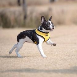 Puppia hundesele med fast hals og justerbar gjord – Komfortabel og skånsom for nakken.