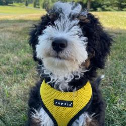 Puppia hundesele i 17 farver – Stilfuldt og funktionelt design