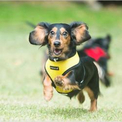 Blød hundesele med ergonomisk pasform – Giver maksimal komfort