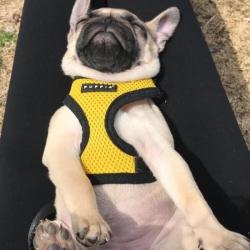 Let og åndbar hundesele – Perfekt til daglige gåture.