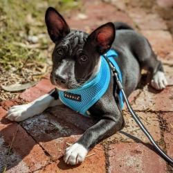 Fast hals hundesele – Nem at tage på uden besvær.