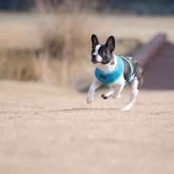 Puppia hundesele i 17 farver – Stilfuldt og funktionelt design