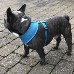 Hundesele med justerbar mavegjord – Sikrer en perfekt pasform
