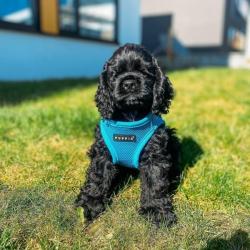 God hundesele der også kan bruges til køresele