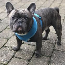 Puppia hundesele med fast hals og justerbar gjord – Komfortabel og skånsom for nakken.
