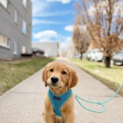 Hvalpe sele fra Puppia