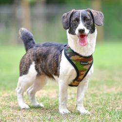 Fast hals hundesele – Nem at tage på uden besvær.