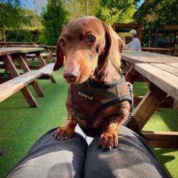 Blød hundesele med ergonomisk pasform – Giver maksimal komfort