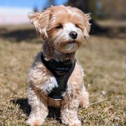 Hundesele med justerbar mavegjord – Sikrer en perfekt pasform