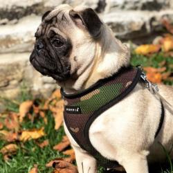 God hundesele der også kan bruges til køresele