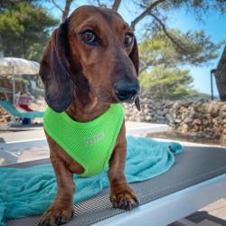 Blød hundesele med ergonomisk pasform – Giver maksimal komfort