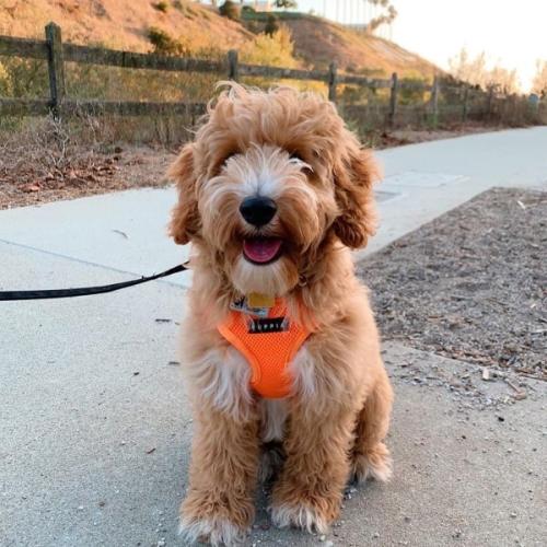 Puppia hundesele i 17 farver – Stilfuldt og funktionelt design