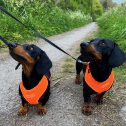 Puppia hundesele med fast hals og justerbar gjord – Komfortabel og skånsom for nakken.
