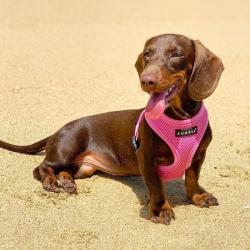 Fast hals hundesele – Nem at tage på uden besvær.