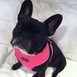 Puppia hundesele i 17 farver – Stilfuldt og funktionelt design