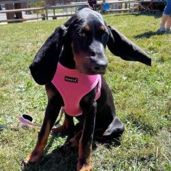 Let og åndbar hundesele – Perfekt til daglige gåture.