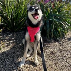 Puppia hundesele med fast hals og justerbar gjord – Komfortabel og skånsom for nakken.