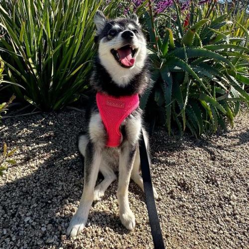 Puppia hundesele med fast hals og justerbar gjord – Komfortabel og skånsom for nakken.
