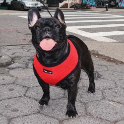 Puppia hundesele i 17 farver – Stilfuldt og funktionelt design