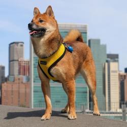 Puppia hundesele i 17 farver – Stilfuldt og funktionelt design i airmesh