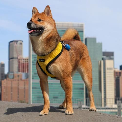 Puppia hundesele i 17 farver – Stilfuldt og funktionelt design i airmesh