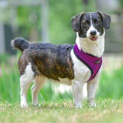 Puppia hundesele i 17 farver – Stilfuldt og funktionelt design i airmesh