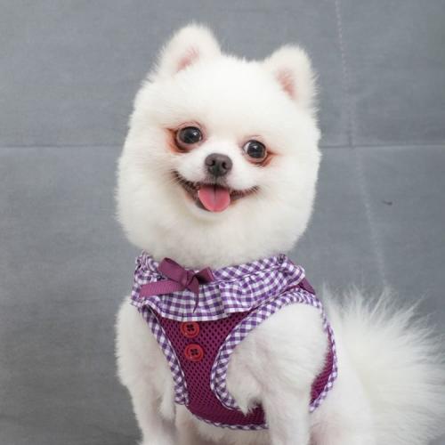 Puppia Vivien hundesele med sløjfe – Stilfuldt og funktionelt design