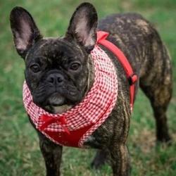 Hundesele med justerbar mavegjord – Sikrer en perfekt pasform