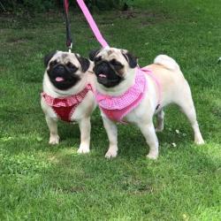 Puppia Vivien hundesele med sløjfe – Stilfuldt og funktionelt design