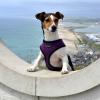 Mellemstore hunde