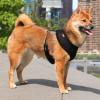 Store hunde